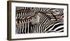 Herd of zebras-Pangea Images-Framed Art Print