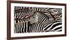 Herd of zebras-Pangea Images-Framed Art Print