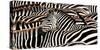 Herd of zebras-Pangea Images-Stretched Canvas