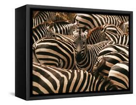 Herd of Zebras-John Conrad-Framed Stretched Canvas