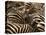 Herd of Zebras-John Conrad-Stretched Canvas