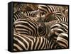 Herd of Zebras-John Conrad-Framed Stretched Canvas