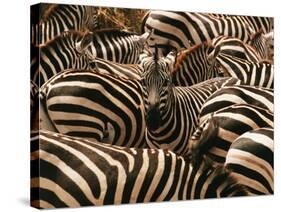 Herd of Zebras-John Conrad-Stretched Canvas