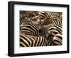 Herd of Zebras-John Conrad-Framed Photographic Print