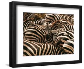 Herd of Zebras-John Conrad-Framed Photographic Print