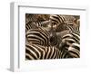 Herd of Zebras-John Conrad-Framed Photographic Print