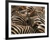 Herd of Zebras-John Conrad-Framed Photographic Print