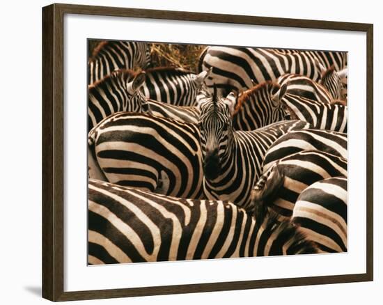 Herd of Zebras-John Conrad-Framed Photographic Print