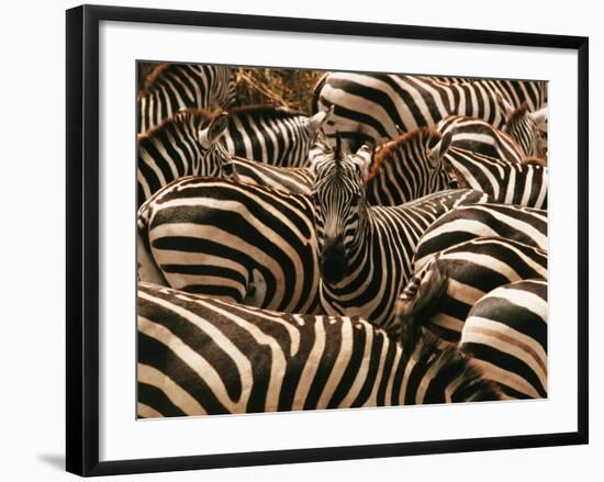 Herd of Zebras-John Conrad-Framed Photographic Print