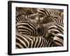 Herd of Zebras-John Conrad-Framed Photographic Print