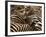 Herd of Zebras-John Conrad-Framed Photographic Print