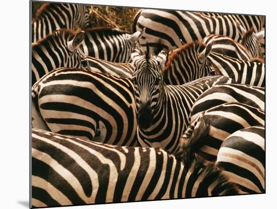 Herd of Zebras-John Conrad-Mounted Photographic Print