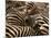 Herd of Zebras-John Conrad-Mounted Photographic Print