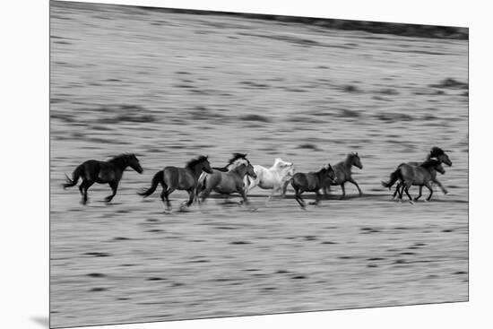 Herd Racing-Matt Roseveare-Mounted Giclee Print