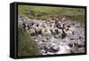 Herding Alpacas and Llamas Through a River in the Andes, Peru, South America-Peter Groenendijk-Framed Stretched Canvas