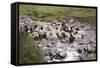 Herding Alpacas and Llamas Through a River in the Andes, Peru, South America-Peter Groenendijk-Framed Stretched Canvas
