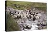 Herding Alpacas and Llamas Through a River in the Andes, Peru, South America-Peter Groenendijk-Stretched Canvas
