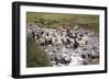 Herding Alpacas and Llamas Through a River in the Andes, Peru, South America-Peter Groenendijk-Framed Photographic Print