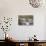 Herding Alpacas and Llamas Through a River in the Andes, Peru, South America-Peter Groenendijk-Photographic Print displayed on a wall