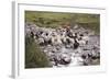 Herding Alpacas and Llamas Through a River in the Andes, Peru, South America-Peter Groenendijk-Framed Photographic Print