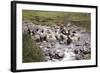 Herding Alpacas and Llamas Through a River in the Andes, Peru, South America-Peter Groenendijk-Framed Photographic Print