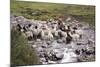 Herding Alpacas and Llamas Through a River in the Andes, Peru, South America-Peter Groenendijk-Mounted Photographic Print