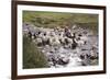 Herding Alpacas and Llamas Through a River in the Andes, Peru, South America-Peter Groenendijk-Framed Photographic Print