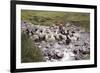 Herding Alpacas and Llamas Through a River in the Andes, Peru, South America-Peter Groenendijk-Framed Photographic Print