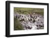 Herding Alpacas and Llamas Through a River in the Andes, Peru, South America-Peter Groenendijk-Framed Photographic Print