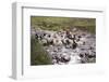 Herding Alpacas and Llamas Through a River in the Andes, Peru, South America-Peter Groenendijk-Framed Photographic Print