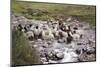 Herding Alpacas and Llamas Through a River in the Andes, Peru, South America-Peter Groenendijk-Mounted Photographic Print