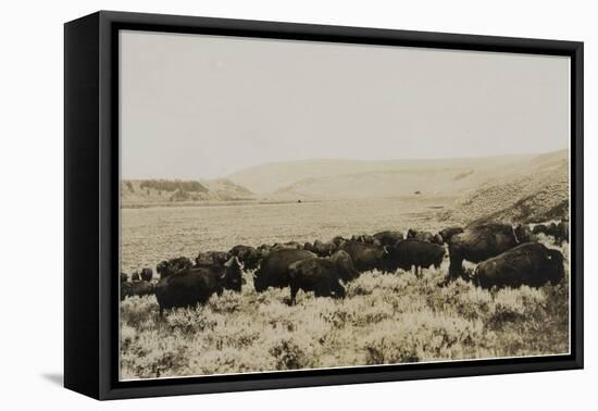 Herding Buffalo-null-Framed Stretched Canvas