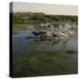 Herding Horses, Argentina-null-Stretched Canvas