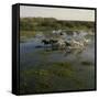 Herding Horses, Argentina-null-Framed Stretched Canvas