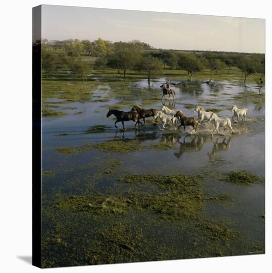 Herding Horses, Argentina-null-Stretched Canvas