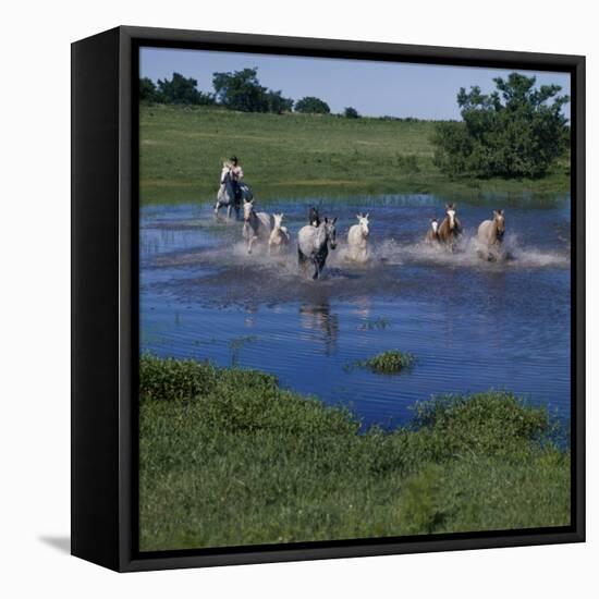 Herding Horses, Argentina-null-Framed Stretched Canvas