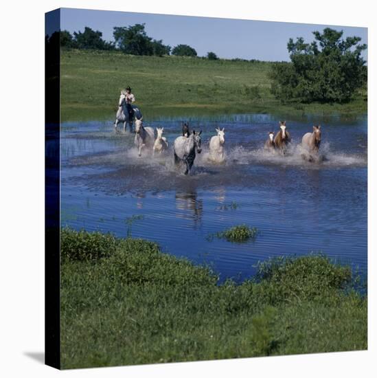 Herding Horses, Argentina-null-Stretched Canvas
