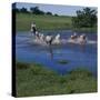 Herding Horses, Argentina-null-Stretched Canvas