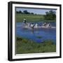 Herding Horses, Argentina-null-Framed Photographic Print