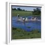 Herding Horses, Argentina-null-Framed Photographic Print