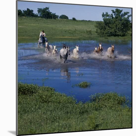 Herding Horses, Argentina-null-Mounted Photographic Print