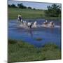 Herding Horses, Argentina-null-Mounted Photographic Print