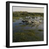 Herding Horses, Argentina-null-Framed Photographic Print