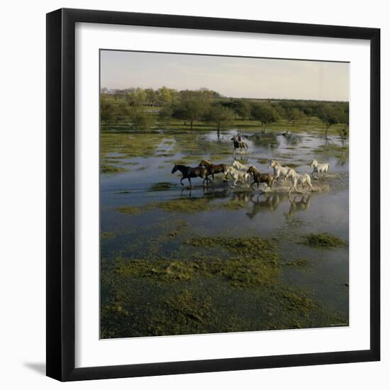 Herding Horses, Argentina-null-Framed Photographic Print