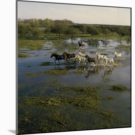 Herding Horses, Argentina-null-Mounted Photographic Print