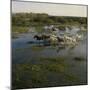 Herding Horses, Argentina-null-Mounted Photographic Print