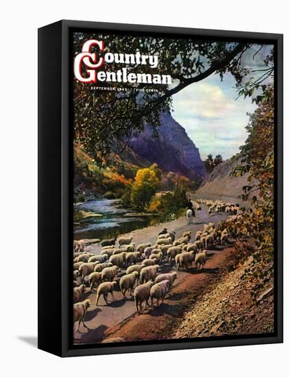 "Herding Sheep," Country Gentleman Cover, September 1, 1943-Mike Roberts-Framed Stretched Canvas