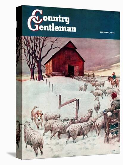 "Herding Sheep into Barn," Country Gentleman Cover, February 1, 1946-Matt Clark-Stretched Canvas