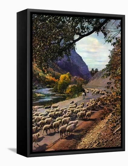 "Herding Sheep,"September 1, 1943-Mike Roberts-Framed Stretched Canvas