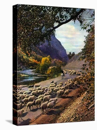 "Herding Sheep,"September 1, 1943-Mike Roberts-Stretched Canvas